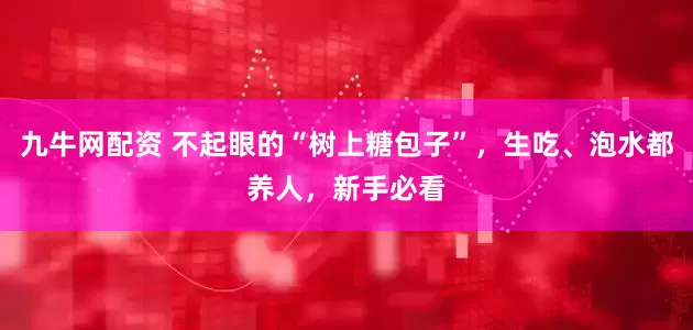 九牛网配资 不起眼的“树上糖包子”，生吃、泡水都养人，新手必看